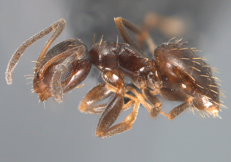 A brown ant specimen with it's legs curled underneath it