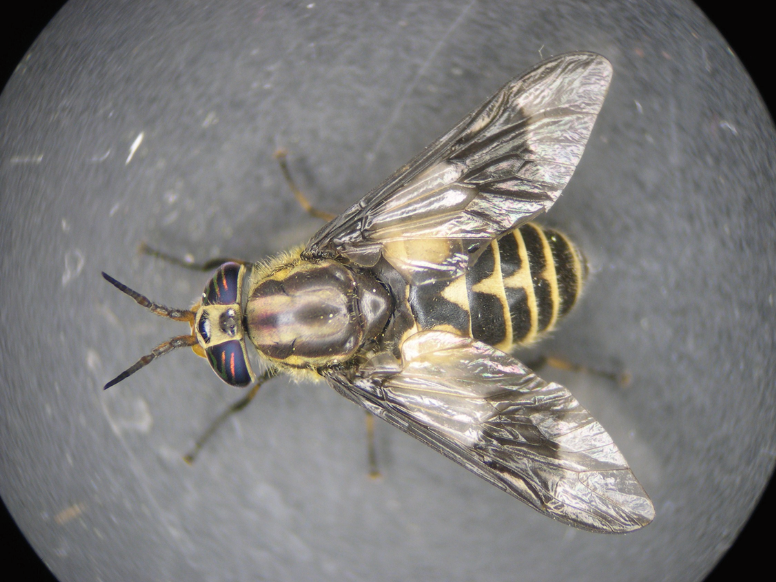 Deer fly with a segmented, black and yellow striped body. The wings also have a black stripe running horizontally through their midsection. 