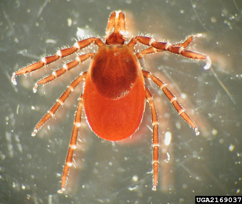 The Deer/Blacklegged tick has solid reddish/brownish coloration, with bands on its legs. It is similar in appearance to the lone star tick, but without the white spot in the center.