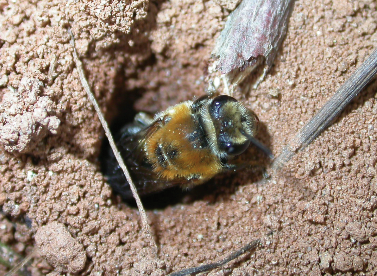 Digger bee coming out of a hole in the dirt. Very similar appearance to honey bees.