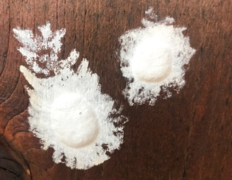 Dosbonfly eggs appear as raised white blotches on a dark wooden surface