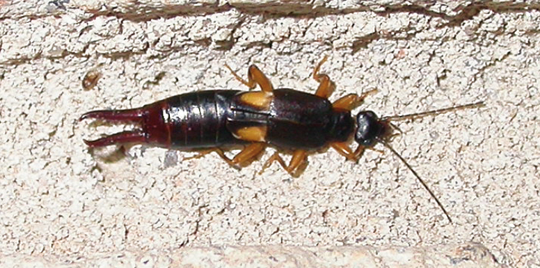 A flat beetle with a large hind section featuring to long pointed protrusions.