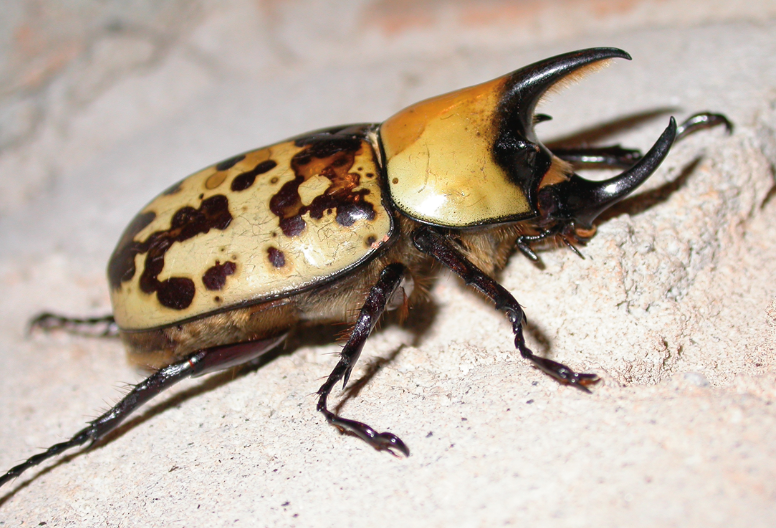 A yellow beetle with a distinct crescent shaped horn and mottled brown markings.