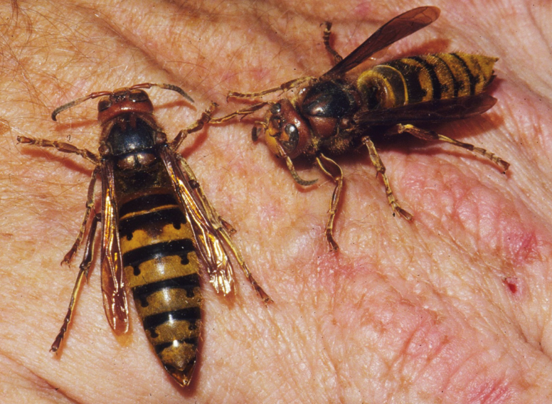 Two European hornets on a person's hand. They are elongated, with distinct yellow stripes on their abdomens.