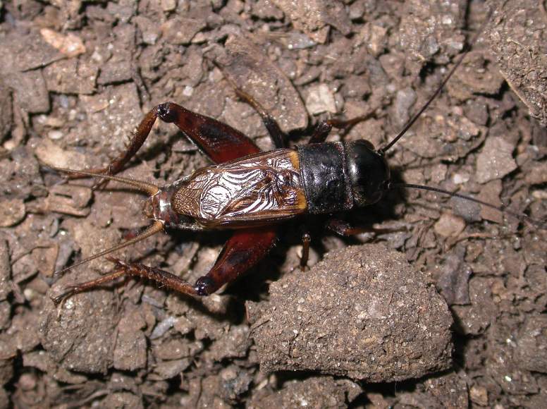 Field cricket with dark brown body and large hind legs.