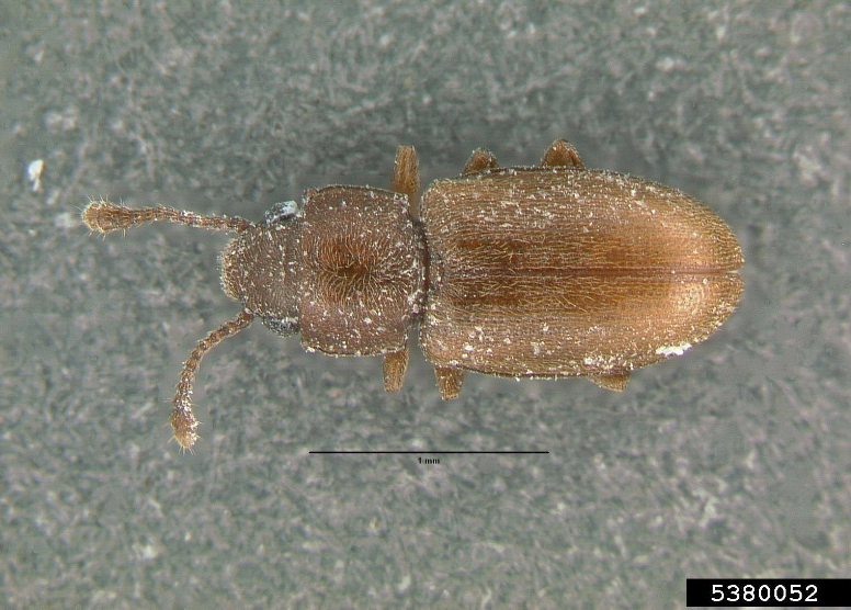a white-flecked, dull brown bug with antennae that feature thicker tips
