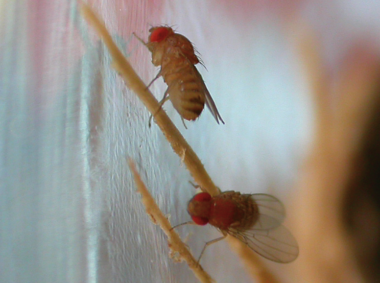 Two fruit flies. They have reddish eyes and stout bodies. 