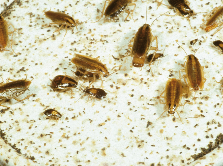 A group of German cockroaches ranging from young to adult