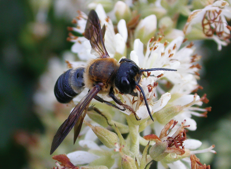 Giant resin bee on a white and red flower. It has dark, thin wings and a thorax with yellow hairs.