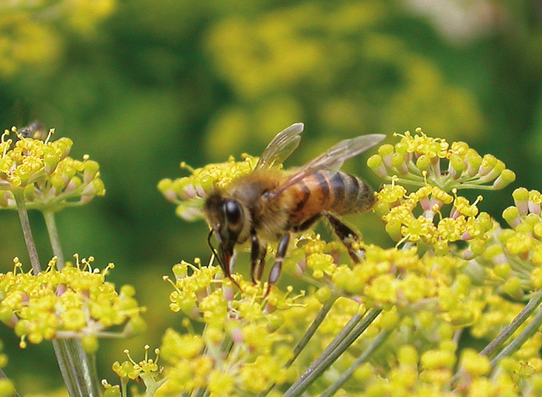 Honey bee among yellow flowers. It has a hairy body and has yellow and black stripes on its abdomen.