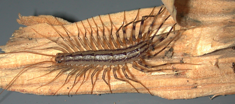 House centipedes have many long legs with stripes running down their bodies. 