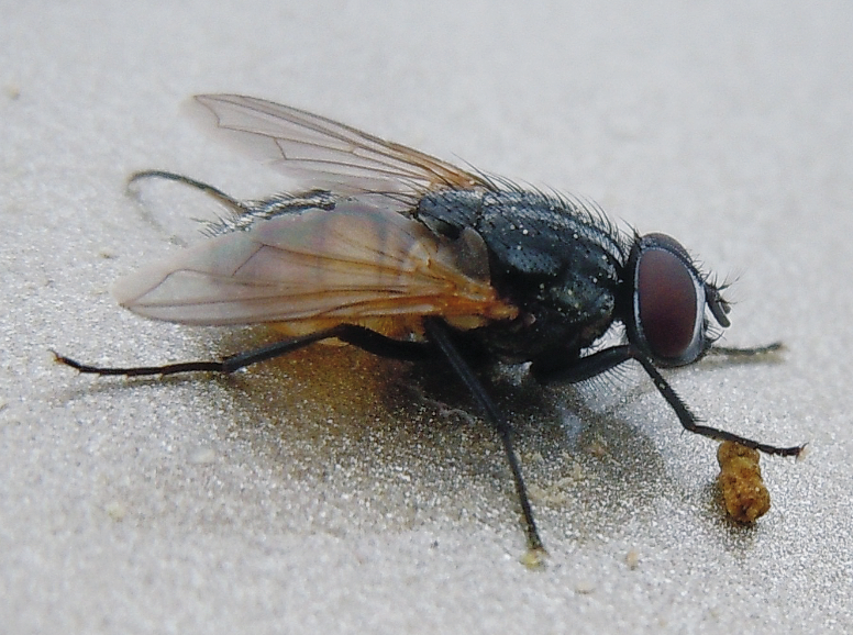 This housefly is black with tan wings and large reddish eyes