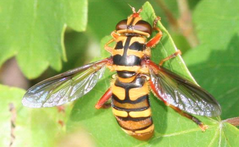 Hover fly on a leaf. This hover fly has bold yellow and black stripes with orange-red legs.
