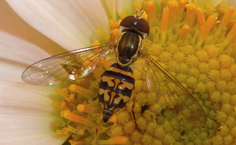 Hover fly on a flower. This hover fly has unique yellow and black patterns on its abdomen.