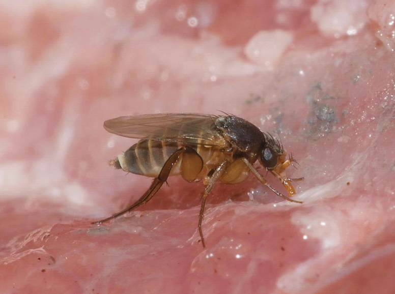 a gold fly with thick black bands along its body rests on a cut of meat