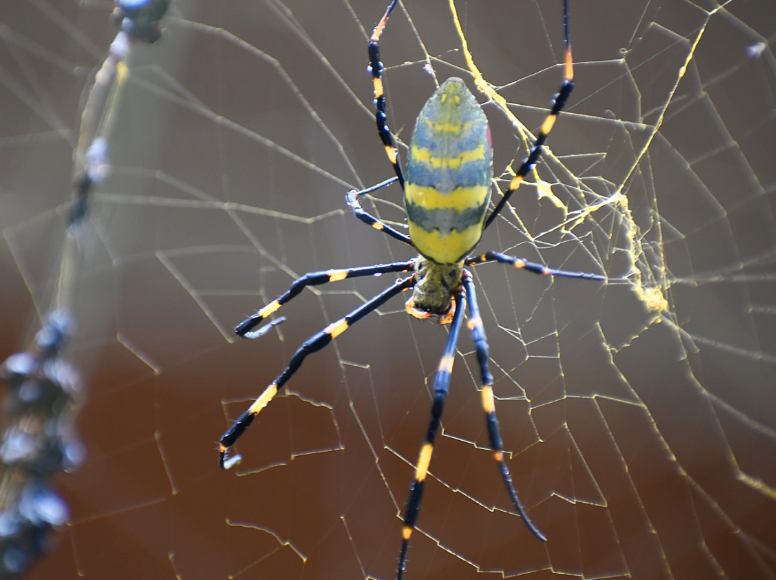 A bright yellow and blue striped spider occupies a golden web