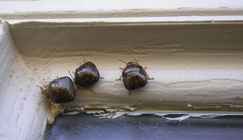 Three Kudzu bugs gathered on a baseboard. They are green/brown colored and squarish in shape.