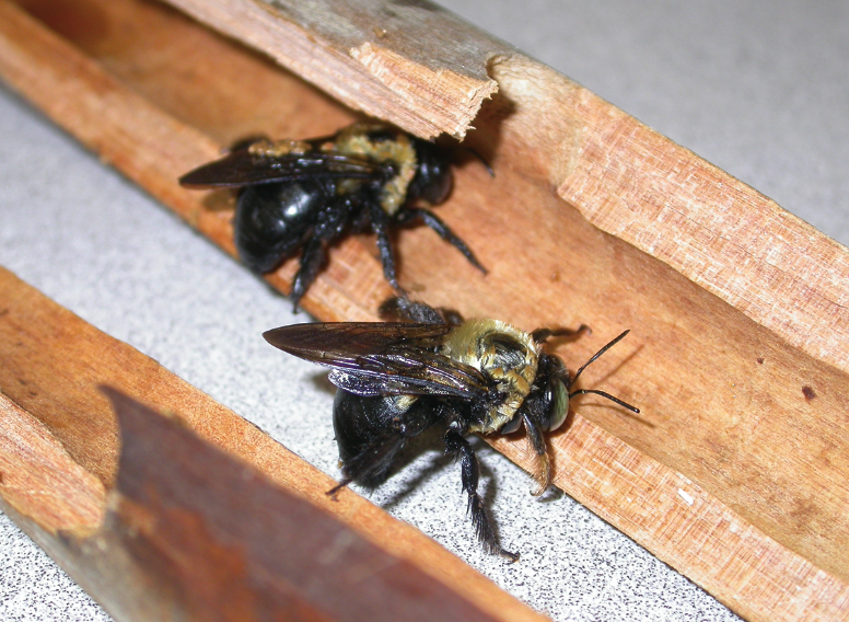 Two carpenter bees. They have a similar coloration to the bumble bees, but are hairless. 