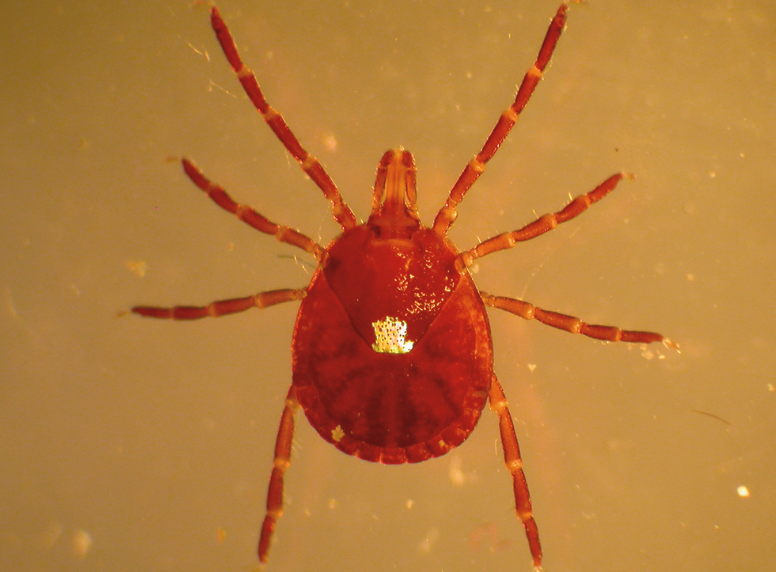 Lonestar ticks are brownish-reddish with rounded bodies. They have a single white spot in the center of their body. 