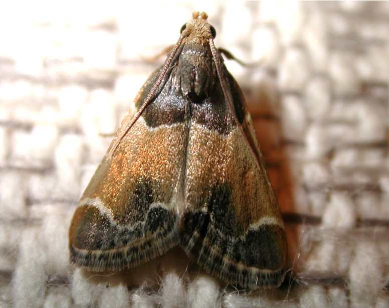 This meal moth is multicolored with horizontal stripes of white and black.