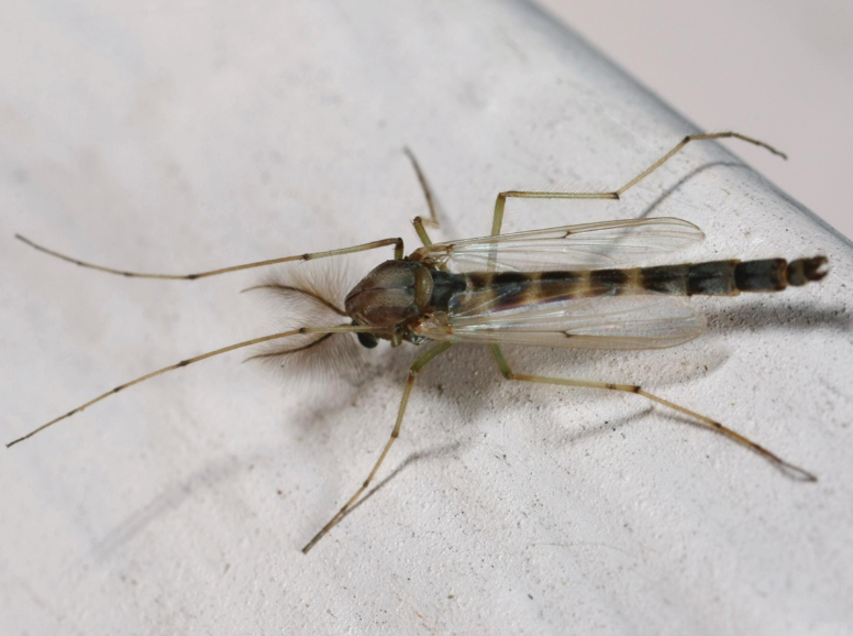 Midge with an elongated and thin lower body.