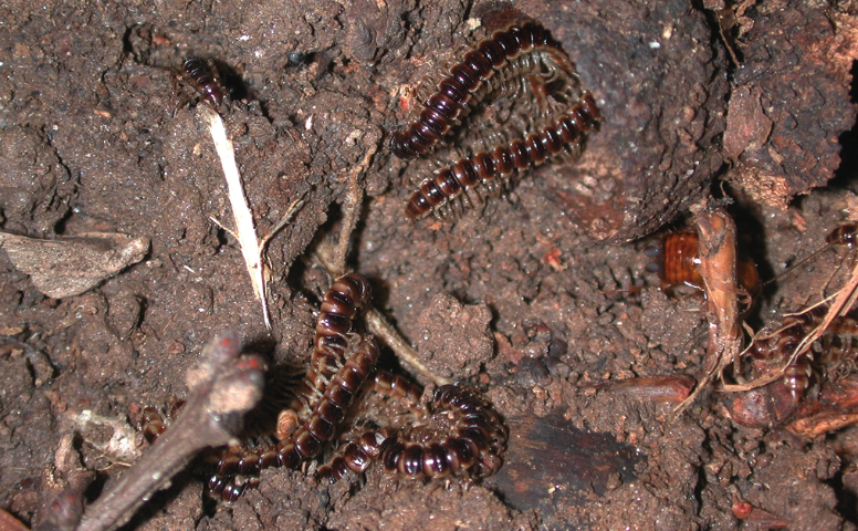 A party of millipedes combs through a patch of dirt.