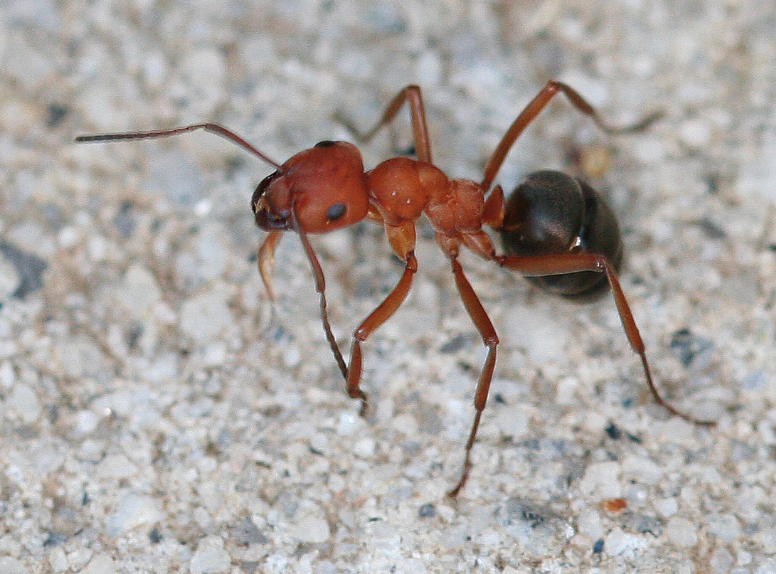 Mound ant with a red upper body and a black abdomen.
