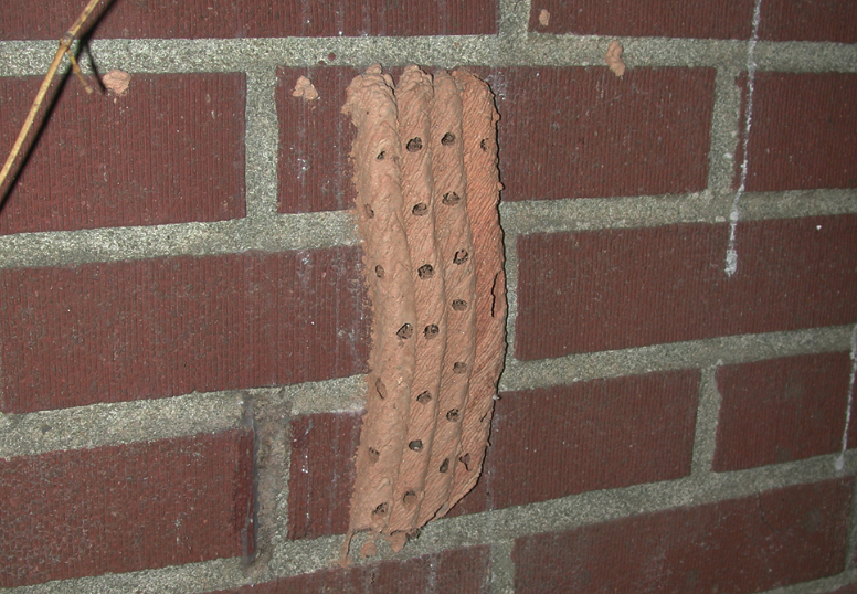 Mud dauber tubes on the side of a brick wall. They are terracotta colored with several holes running down them vertically — almost flutelike.