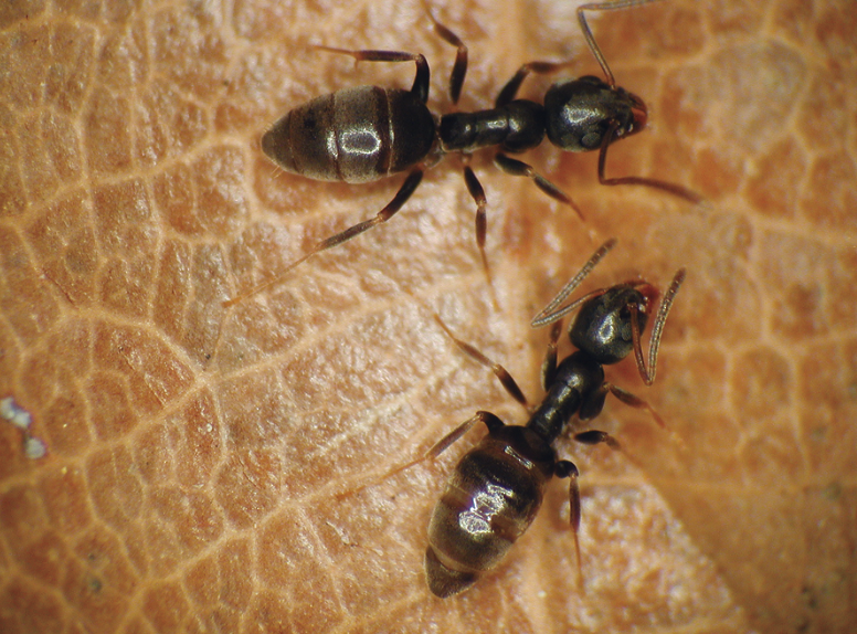 Two odorous house ants. They have dark bodies with lighter segments in their abdomens.