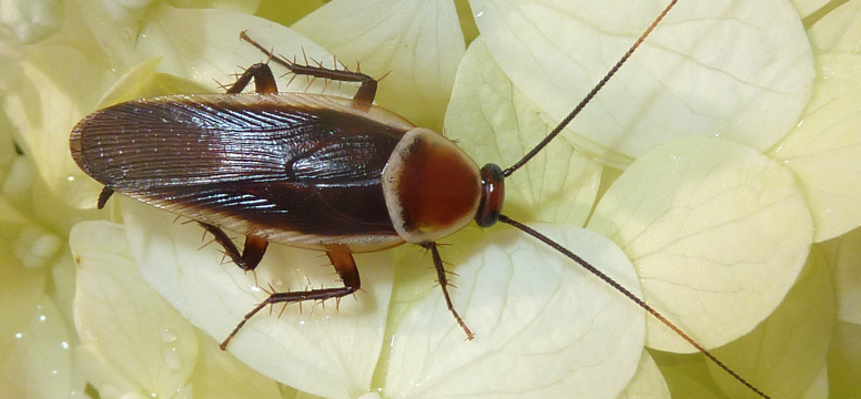 Palebordered field cockroach on a white-petalled plant. 