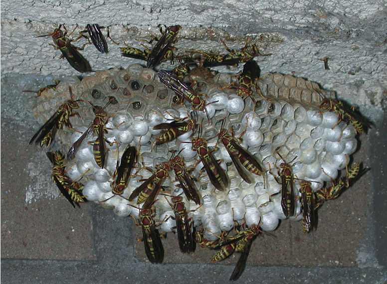 Paper wasps gathered around their nest, which is multicellular. The wasps have long bodies with dark wings and stripes that are yelllow and black.