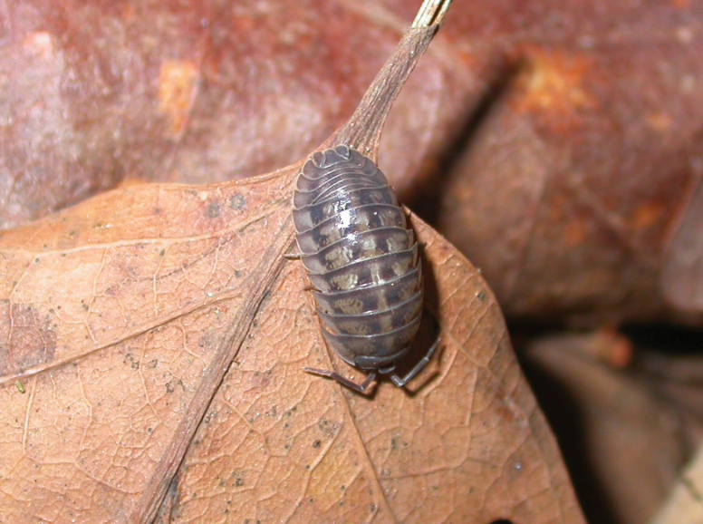Pillbug on a leaf. It is capsule-shaped, segmented, and greyish in color.