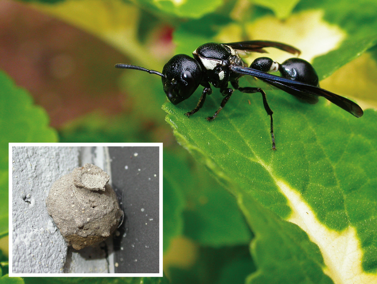 A small black wasp with a markedly bulbous segmented body. Inset: Pot-like nest built by potter wasps. It is beige in color and made from mud. 