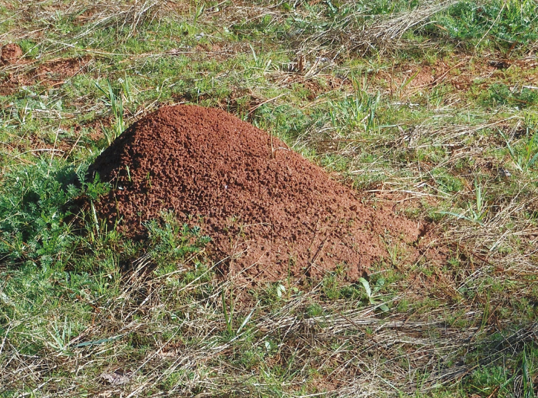 In this photo a small mound of red earth can be seen rising from a patch of ground.