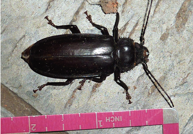 A black-brown beetle with thin antennae against a scale showing its length is roughly 2 inches