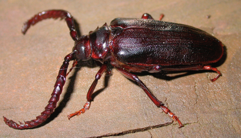 a large-horned red-brown beetle in profile