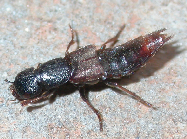 a flat, long beetle with many ridges along its segmented body. It's hindquarters are raised in a curve relative to the rest of its flat body.
