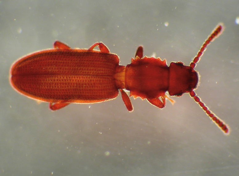 Sawtooth grain beetles are reddish-brown and have serrated midsections.