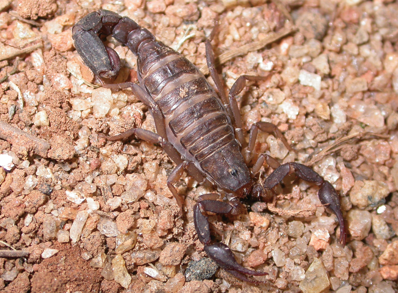 Scorpions have pincers and a segmented tail with a stinger. This scorpion is brown in color.