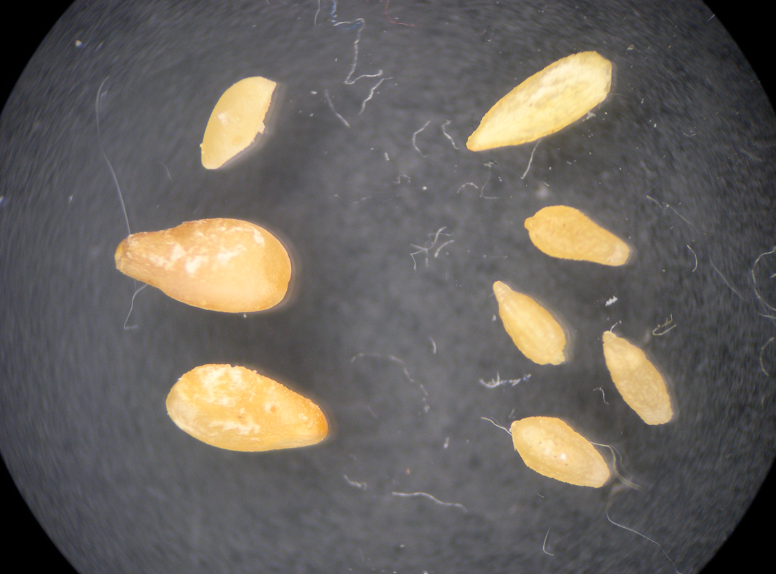 Comparison of sesame seeds and tapeworm proglottids. They are extremely similar in appearance, with the tapeworm proglottids being only slightly smaller in the image.