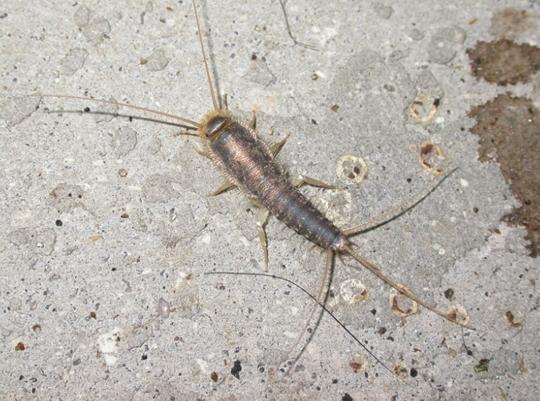 A grey, flat insect with many legs radiating out from under its body and long, thin antennae
