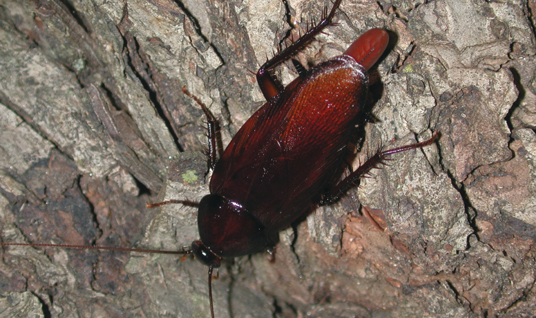 Adult smokybrown cockroaches are about 1.5 inches long and dark reddish-brown colored.