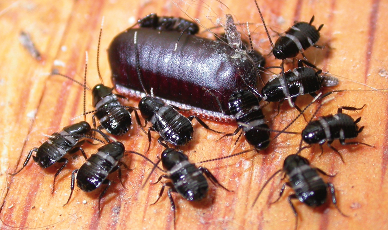Smokybrown cockroach nymphs gathered around a trap.