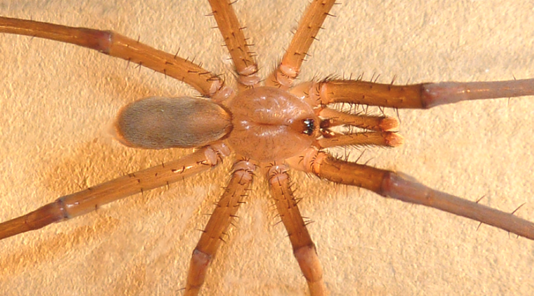 Male southern house spiders look similar to the brown recluse spider, but have a less distinct head.