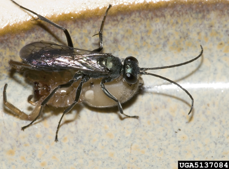 A spider wasp likely eating a spider. its body is thin and elongated with iridescent wings.