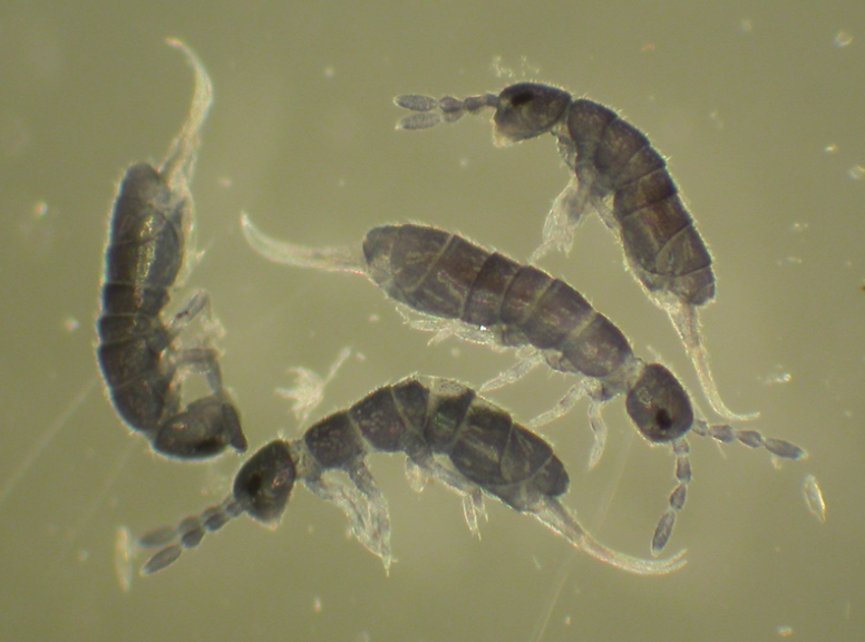 A closeup of a group of insects with forked tails and many segments along their bodies.