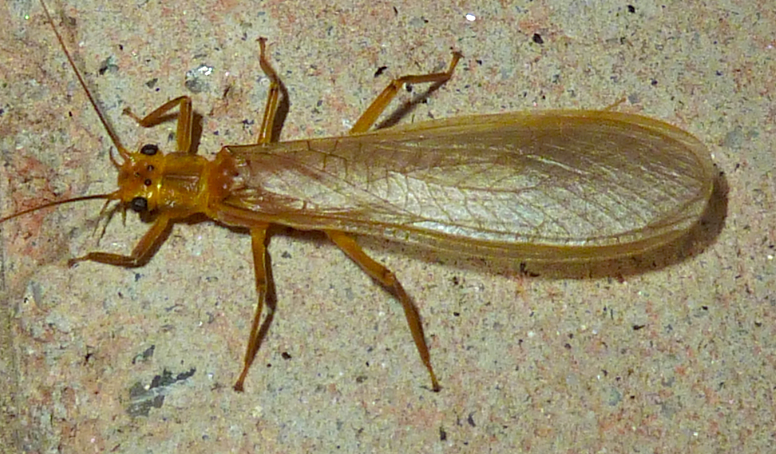 A semi-translucent light gold insect with wings folded over its body.