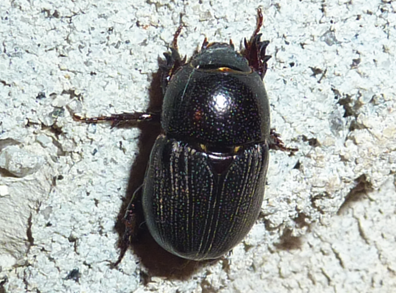 an oval shaped beetle with a glossy black exterior