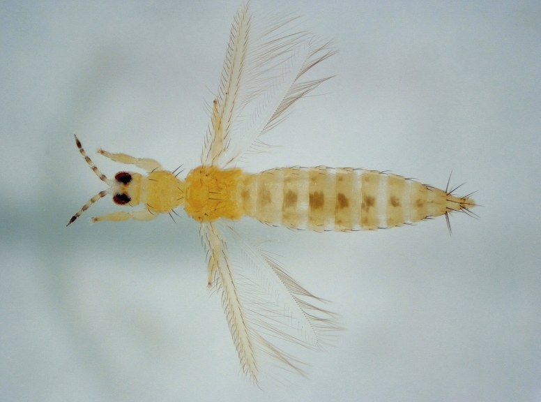 Thrips have feathery wings that are not visible to the naked eye. 