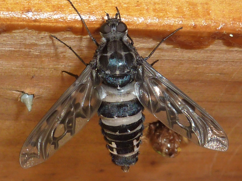 A thick-bodied fly with pale off-white bands marking its otherwise dark, dull brown coloring. Its wings are visibly textured.
